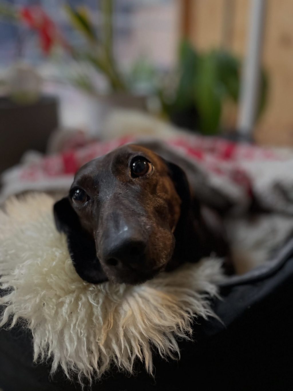 Instagram post from zoevankuyk.be. This post is in position 3.